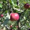 Cosmic Crisp And Melrose Apple Bundle (3 Trees) -Alpha Shop 0065003a4be2497fbbacb38d275a45b0