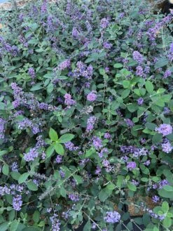 Front Page -Alpha Shop 55E266CF D817 45A1 85DD 473776036DA4