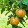 Honeycrisp And Melrose Apple Bundle (3 Trees) 1 Honeycrisp And Melrose Apple Bundle (3 Trees) -Alpha Shop AdobeStock 352763355.0 scaled 72d0dca4 cac7 4686 b484 3a605e2f0061