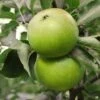 Granny Smith Apple -Alpha Shop Apple Malus GrannySmith fruit 1024x1024 c3d3f268 e660 408a 8cb9 a236746f0837