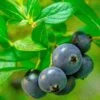 Alpha Hello Darlin™ Blueberry -Alpha Shop Blueberry Hello Darlin foliage