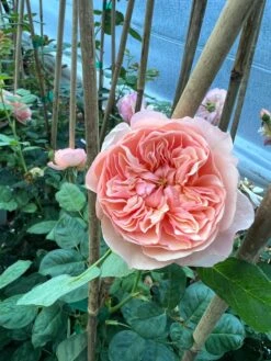 FLAVORETTE™ Honey-Apricot Rose -Alpha Shop D523EFDA 5A0E 479B 842A 2757DCD6376E