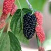 Black Beauty Fruiting Mulberry 2 Black Beauty Fruiting Mulberry -Alpha Shop Gold Mop Cypress 1