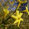 Winter Jasmine -Alpha Shop Jasminum nudiflorum