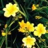 Stella D'Oro Day Lily -Alpha Shop L700 gigapixel standard scale 6 00x b41b238d a08a 476a b75e 48545af85141
