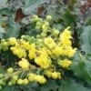 Tall Oregon Grape Holly 2 Tall Oregon Grape Holly -Alpha Shop MAH aquafolium 1024x672 1