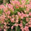 Alpha Peach Kisses™ Weigela -Alpha Shop PeachKissesWeigela