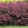 Alpha Wine & Roses® Weigela -Alpha Shop WeigelaWineRoses1 1080 1080 60