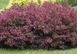 Alpha Wine & Roses® Weigela
