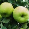 Greensleeves Apple 2 Greensleeves Apple -Alpha Shop a385d greensleeves