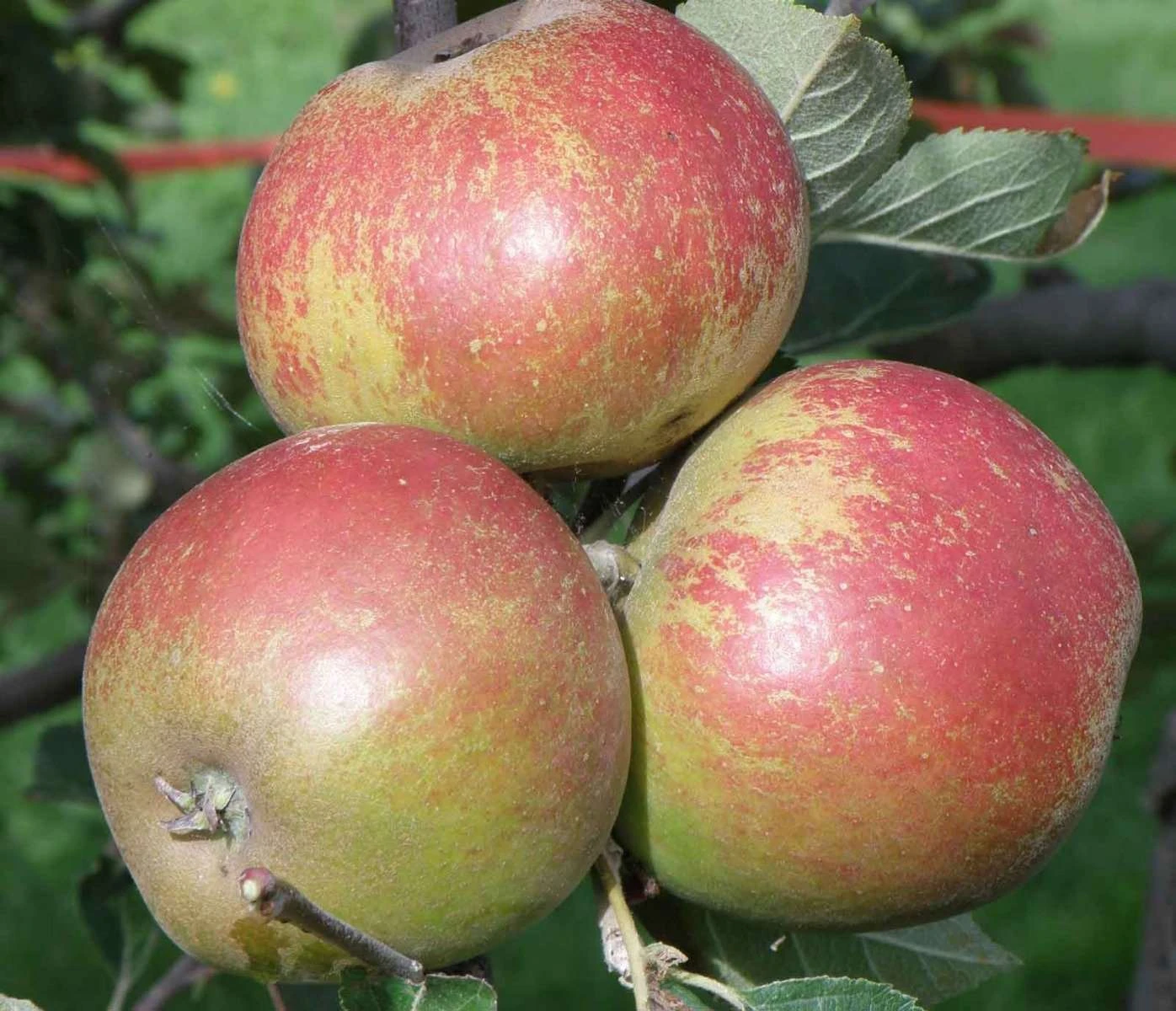 Karmijn De Sonnaville Apple 4 Karmijn De Sonnaville Apple - Image 2