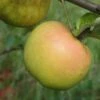 Roxbury Russet Apple 1 Roxbury Russet Apple -Alpha Shop a628 roxbury russet 1