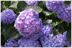 Let's Dance® Blue Jangles® Reblooming Hydrangea -Alpha Shop bjangle