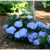 Let's Dance® Blue Jangles® Reblooming Hydrangea -Alpha Shop bjangle4