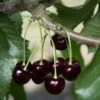 Black Tartarian Cherry -Alpha Shop black tartarian 600x635 1
