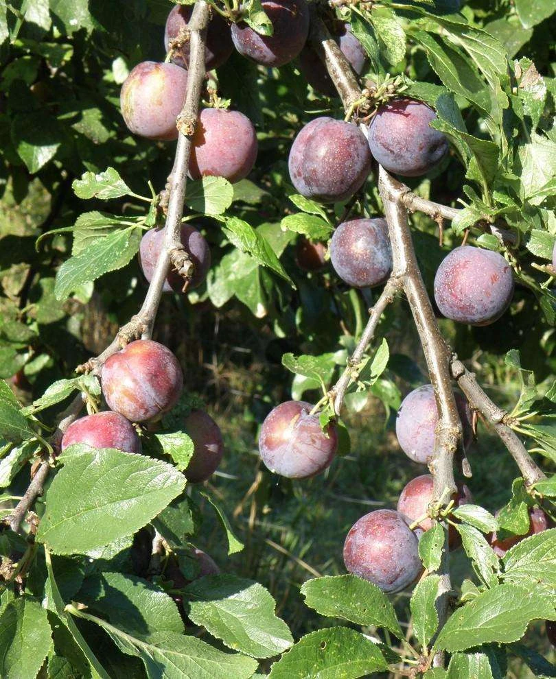 Blau De Belgique European Plum 3 Blau De Belgique European Plum