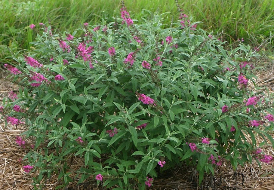 Alpha Miss Ruby Buddleia 3 Alpha Miss Ruby Buddleia