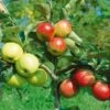 Combination Disease-Resistant Apple (3 Varieites) -Alpha Shop combo