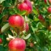 Combo Heritage Apple (4 Varieties) 1 Combo Heritage Apple (4 Varieties) -Alpha Shop combo apple 1