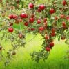 Combo Disease-Resistant Apple (4 Varieties) -Alpha Shop combo disease resistant apple 1