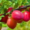 Combo Asian Plum (4 Varieties) 2 Combo Asian Plum (4 Varieties) -Alpha Shop combo asian plum
