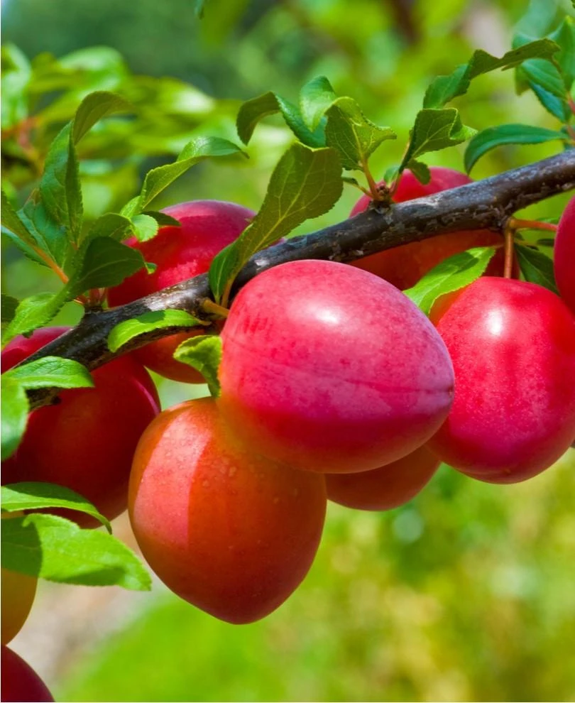 Front Page -Alpha Shop combo asian plum a39a569b 0bc8 455a 8f2c 815658d1fd15