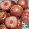 Combo Pluot Tree (4 Varieties) 1 Combo Pluot Tree (4 Varieties) -Alpha Shop dappledandy