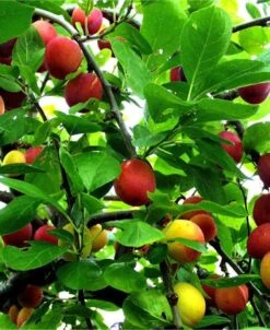 Early Laxton European Plum