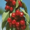 Vandalay Cherry -Alpha Shop early burlat cherry 450x d5e01485 b31c 4738 a2e1 f8bc4a4db9b4