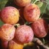 Combo Mirabelle Plum (4 Varieties) -Alpha Shop geneva mirabelle 16ee4f44 111e 4792 8dee 26d67292e5fb 1