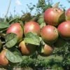 Combination Cider Apple Tree (3 Varieties) -Alpha Shop granniwinkle 1