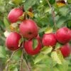 Akane And Honeycrisp Mini Orchard Bundle (3 Trees) -Alpha Shop honeycrisp