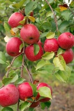 Easy-Grow Orchard Honeycrisp Apple Bundle (3 Trees)