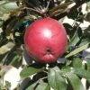 Arkansas Black Apple -Alpha Shop httpraintreenursery.netpa088d arkansas black apple 02