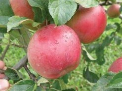 Wolf River Apple 7 Wolf River Apple -Alpha Shop httpraintreenursery.netpa720s wolfriver1 cc2662c6 b61b 4ab0 b8a8 42e171eb72fb