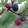 Premier Beach Plum -Alpha Shop httpraintreenursery.netpbeech plum pg 49