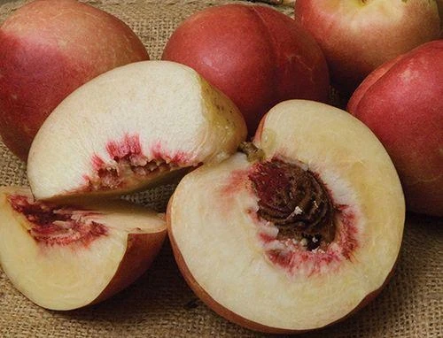 Spice Zee NectaPlum™ 2 Spice Zee NectaPlum™