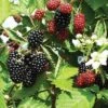 Loch Ness Thornless Blackberry -Alpha Shop httpraintreenursery.netpe550 021