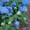 Double Down® Hydrangea -Alpha Shop hydd