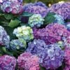 L.A. Dreamin’® Hydrangea -Alpha Shop hylad