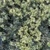 Alpha Variegated Boxwood -Alpha Shop image c6b849d7 3f1e 49ed a861 9944f09d7091 1