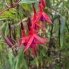 Chilean Fuchsia 1 Chilean Fuchsia -Alpha Shop image ef8ecd1d e7ed 432b 820e d6a406d46619 1