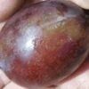 Imperial Epineuse European Plum 1 Imperial Epineuse European Plum -Alpha Shop imperial epineuse