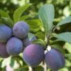 Italian Prune European Plum 1 Italian Prune European Plum -Alpha Shop italianprune