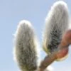 Japanese Pussywillow -Alpha Shop japanese pussy willow