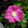 Jubilee Rosa Rugosa -Alpha Shop l635 jubilee 1 1