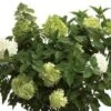 Limelight® Hydrangea 1 Limelight® Hydrangea -Alpha Shop limelight
