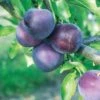 Methley Asian Plum -Alpha Shop methley plum 1