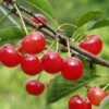 Montmorency Cherry 2 Montmorency Cherry -Alpha Shop montmorency cherry