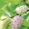 Pakistan White Fruiting Mulberry -Alpha Shop mulberries d435 white fruiting 1